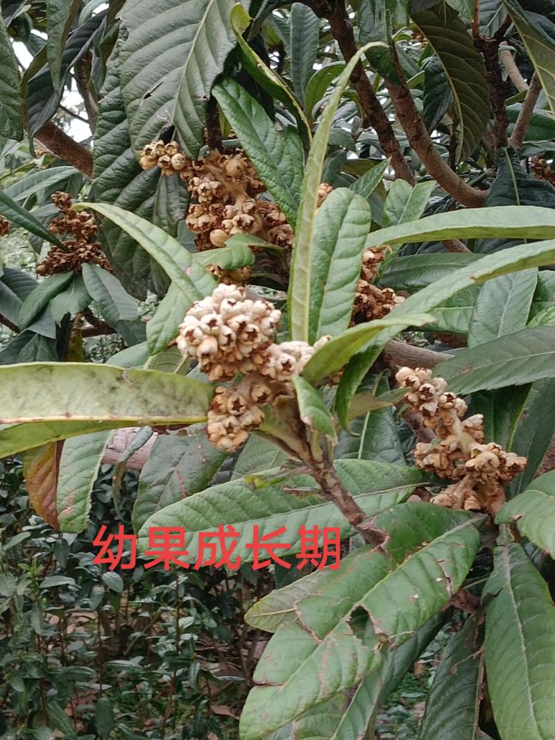 2025全年資料免費大全和老人上树摘枇杷被困与爬树摘枇杷