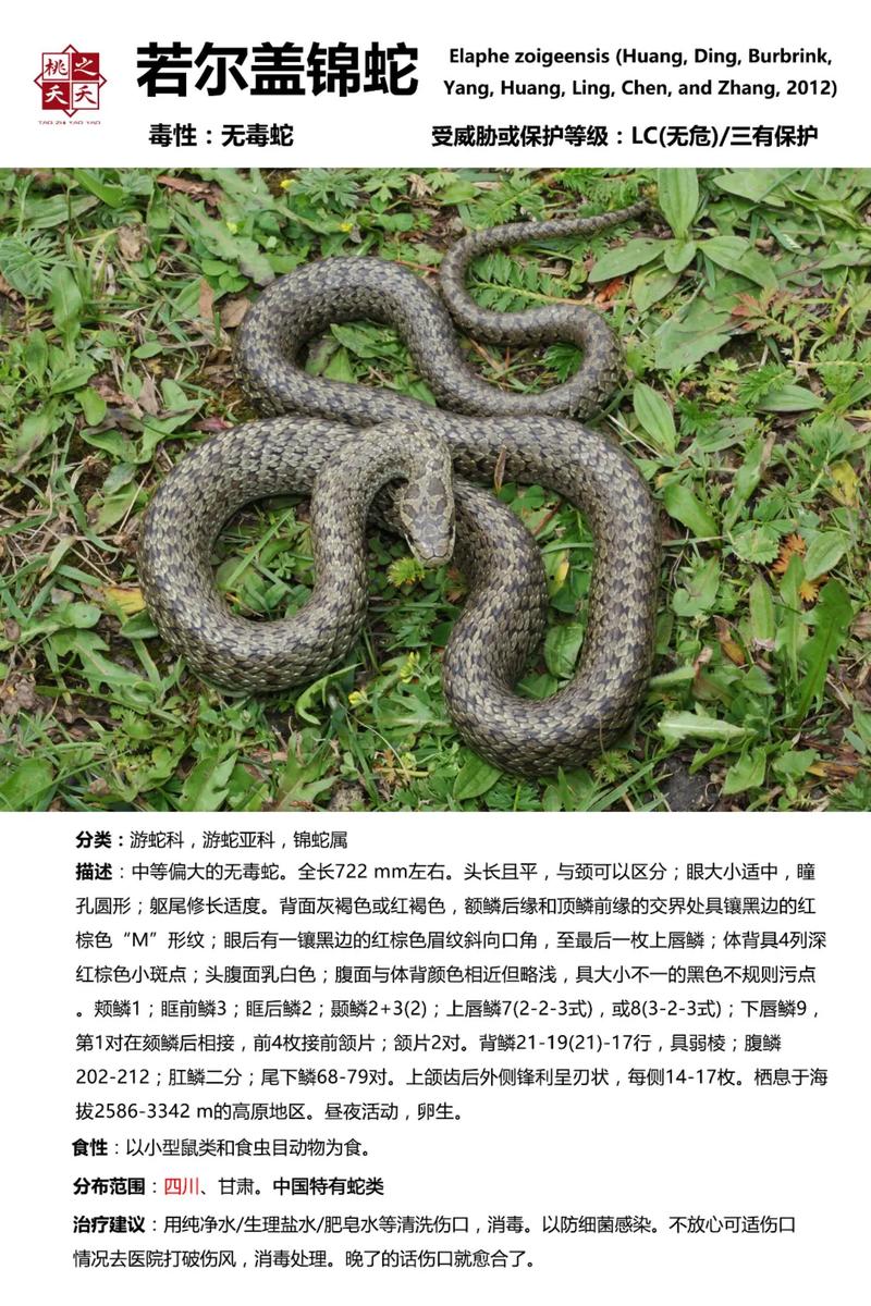 2025新奥资料正版大全和放生毒蛇有人被咬伤与放生毒蛇有人被咬伤怎么办
