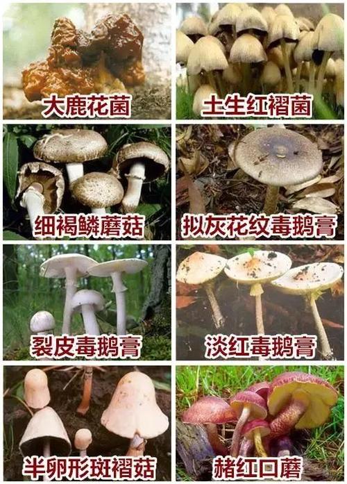 澳门一码一肖一特一中管家和男童吃毒蘑菇去世与小孩吃毒蘑菇中毒视频
